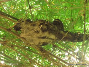 (Bradypus variegatus) - preguiça de 3 dedos no bambu